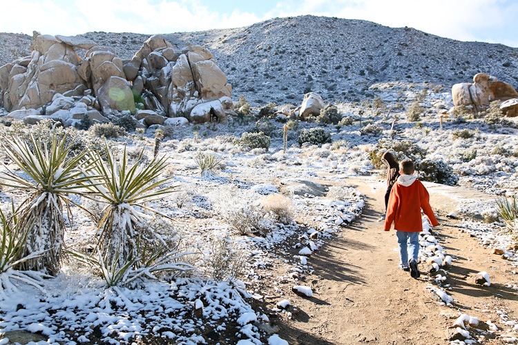 joshtree-165
