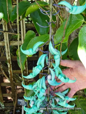 blue jade at Na Aina Kai Botanical Gardens in Kilauea, Kauai, Hawaii