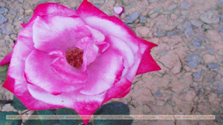 Lovely-rose-image-taken-from-closeup