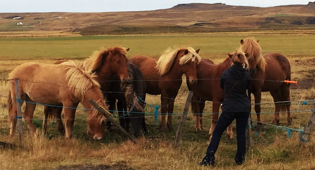 Icelandic Horses