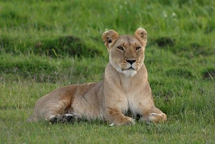 bibi sitting