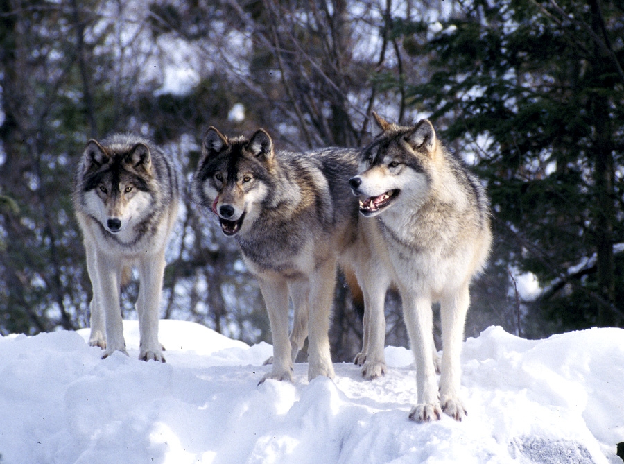 Wolf Pack