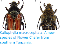 https://sciencythoughts.blogspot.com/2019/02/callophylla-macrocephala-new-species-of.html