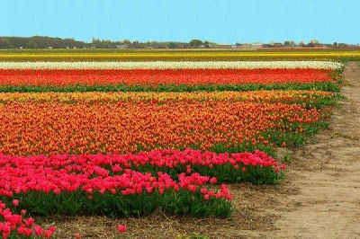 Tulip fields Netherlands