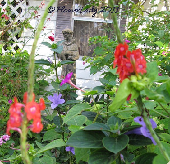 11-05-shed-gard2