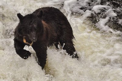 Black Bear on Ward Creek Trail