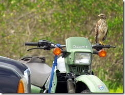 Red-tailed Hawk on a motorcycle