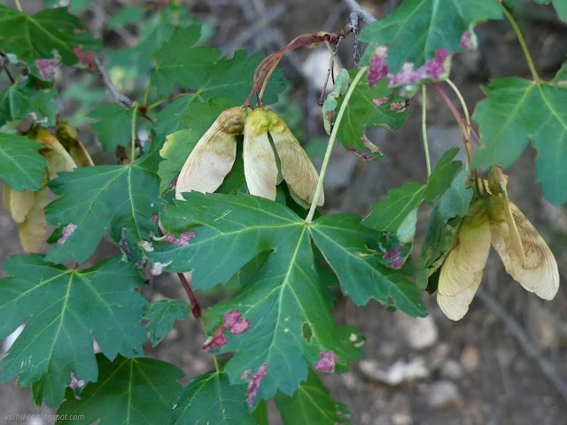 53: single wing seeds