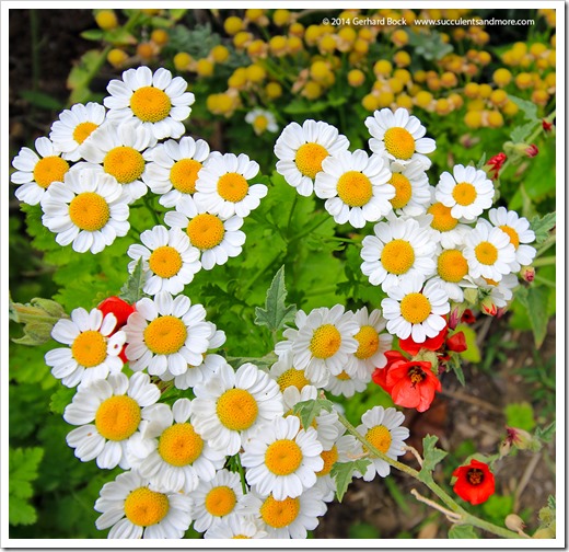 140625_Tanacetum-parthenium_005