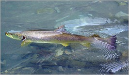 1 - OSR Konjic - Glavatica ulovljena u Fly fishing reviru Glavatičevo