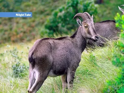 nilgiri tahr