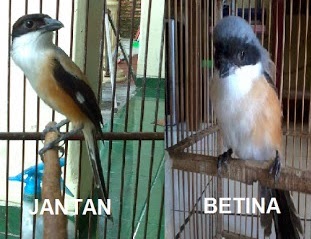 Ciri-Ciri Burung Cendet Jantan Dan Betina Terlengkap