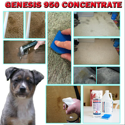 how to clean pet stains