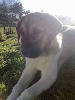 Cão de Gado Transmontano