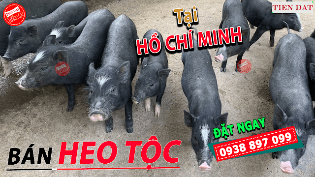 Địa chỉ bán heo tộc, heo đen, heo đồng bào, heo mọi tại Hồ Chí Minh Giá rẻ