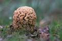 Morchella steppicola mushroom