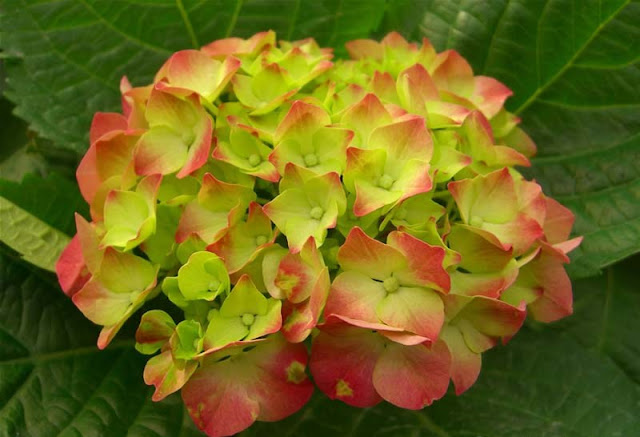 Hydrangea Flowers Pictures
