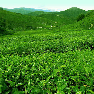 Munnar Tour, Munnar Holidays, Munnar Packages, Munnar Travel, Hotels in Munnar, Munnar Hill Stations, Budget Munnar Hotels, Munnar Sight Seeing, Munnar Accomodation, Munnar Tourism