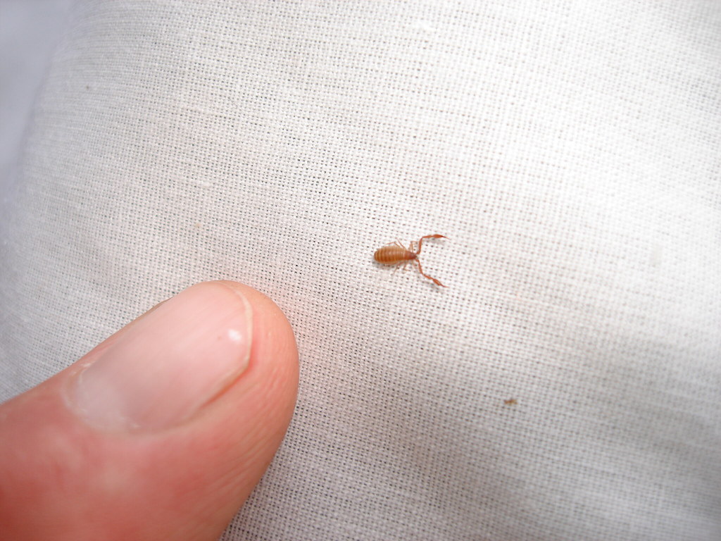 Microtityus Minimus Scorpion