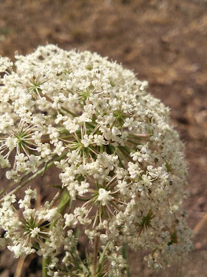 image, nature, flower