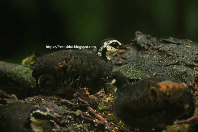 White-faced Partridge Grey-breasted Partridge Arborophila orientalis