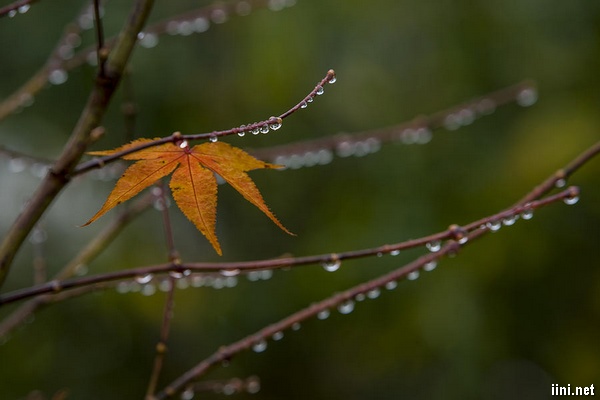 ảnh những giọt nước đọng trên cành lá sau cơn mưa mùa thu