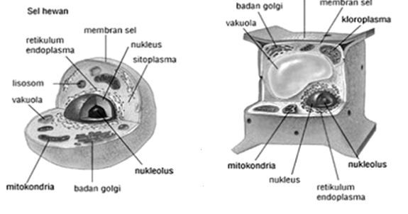 PERBEDAAN SEL  TUMBUHAN DAN HEWAN  MATERI DAN SOAL IPA 