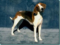 foxhound