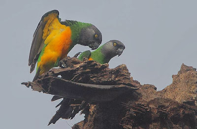 Lorito senegalés: Poicephalus senegalus