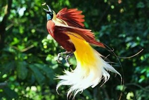 Burung Cenderawasih (Fauna Endemik Papua)