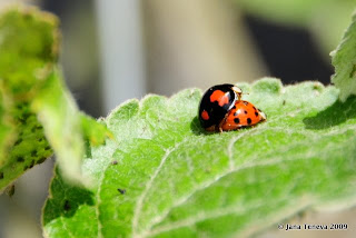 Ladybugs making love