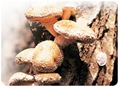 Cheongsong Shiitake Mushroom
