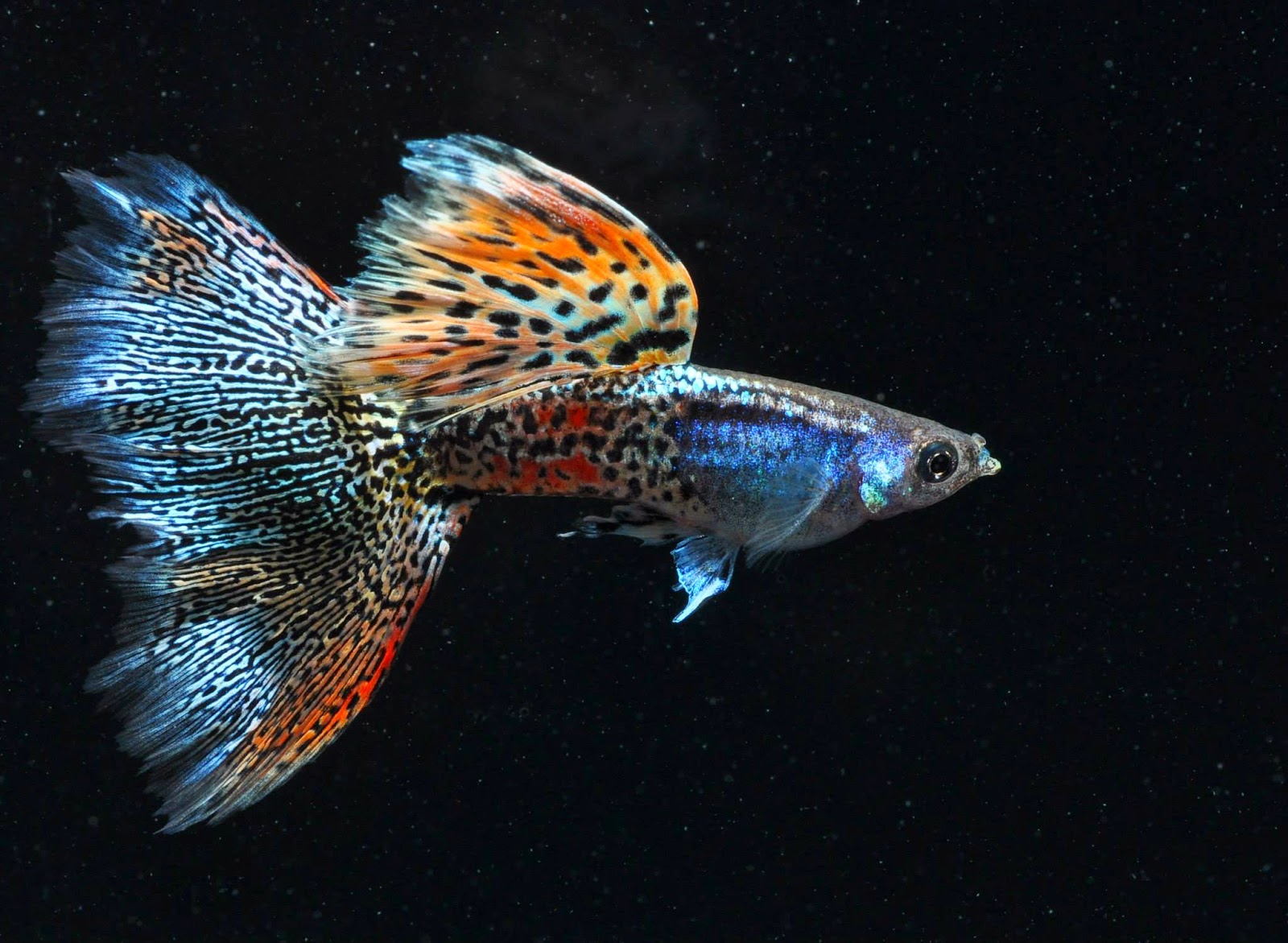 Swordtail Guppies  The IFGA At A Crossroads Can re 