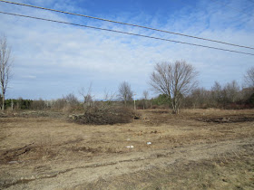 bulldozed trees and shrubs in a field