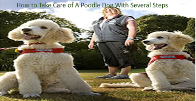 https://buypetdog.blogspot.com/2018/12/how-to-take-care-of-poodle-dog-with.html