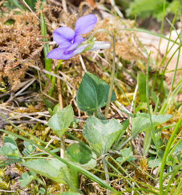 Common Dog-violet, Viola riviniana.  Burnt Gorse, High Elms, 21 April 2015.