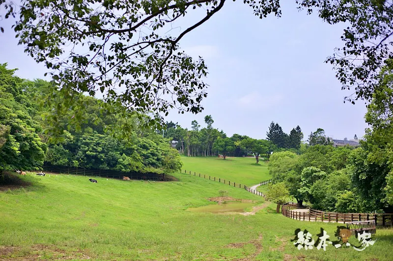 一秒到歐洲｜苗栗飛牛牧場｜最美牧場和大草原~野餐嬉戲觀乳牛、人工濕地護自然