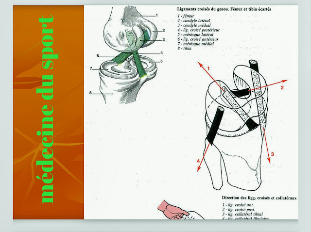 anatomie de genou