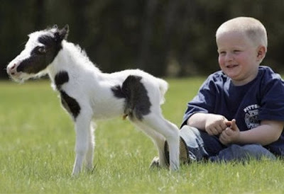 Einstein - The World's Smallest Horse Seen On www.coolpicturegallery.us