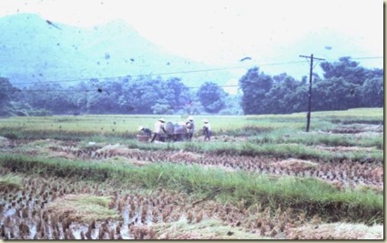 rice-2
