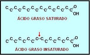 molécula de ácido graso saturado e insaturado