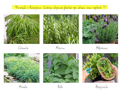 Conheça algumas plantas que atuam como repelente !!!