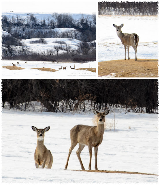 The deer watch me as, elbows and lens propped on a distant snowbank, I take a telephoto shot. photos © Shelley Banks, all rights reserved. 