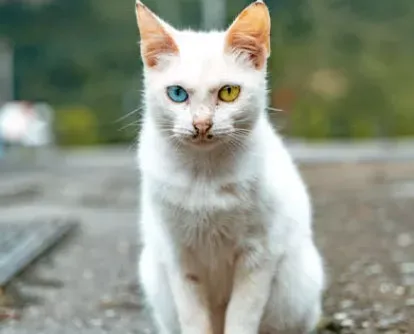 Heterochromia