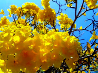 Tabebuia Argentea | Tree of Gold: Description, Characteristics, uses and cultivation