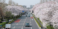 国立市の大学通り沿いの桜