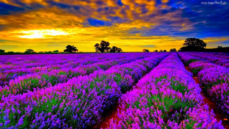 Koleksi Spesial Gambar Bunga Lavender Terindah Di Dunia