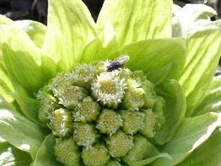 Petasites japonicus - Pétasite japonaise - pétasite du Japon