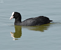 focha común (Fulica atra)