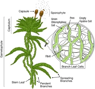 Sphagnum diagram